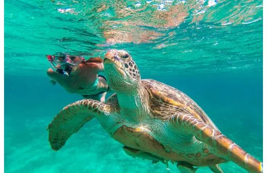 Marsa Mubarak Snorkeling Trip from Marsa Alam | Dugongs & Turtles
